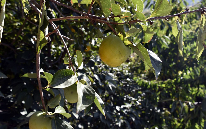 Bu meyve ağacının Gümüşhane’de başka eşi yok sandıklarda saklıyor - Resim: 1
