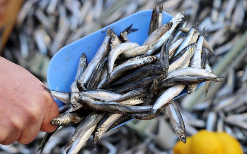 Koronavirüse karşı 'balık tüketin' önerisi taze balık nasıl anlaşılır ne şekilde tüketilmeli? - Resim: 2