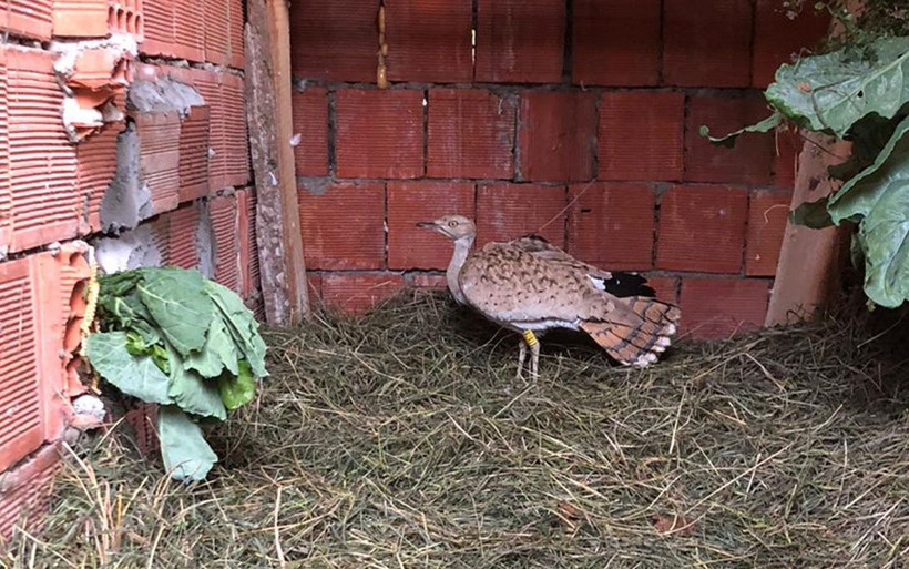 Trabzon'da bulundu nesli tükendi deniyordu ve kırmızı listedeydi - Resim: 1