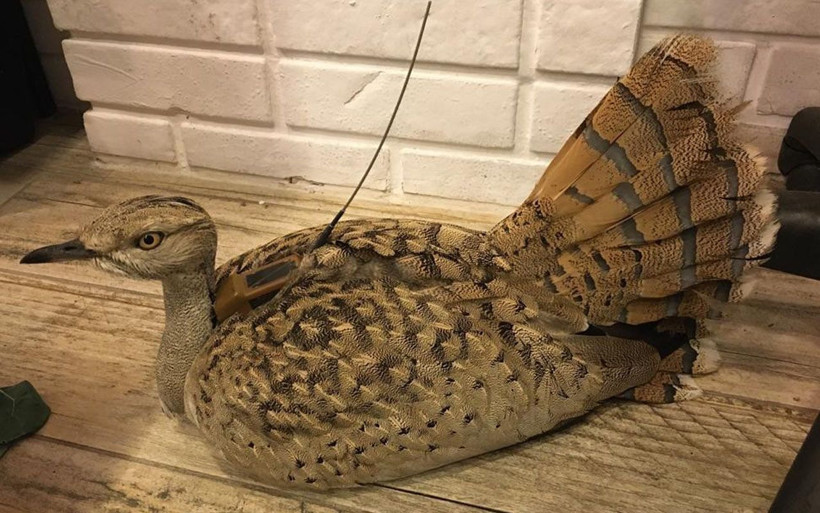 Trabzon'da bulundu nesli tükendi deniyordu ve kırmızı listedeydi - Resim: 4