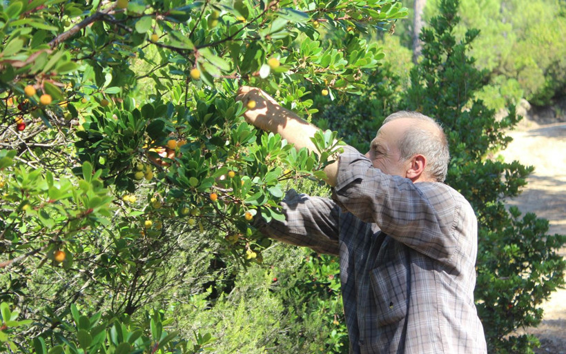 Bu ormana giren zengin çıkıyor! Bursa'da 'davulga' rağbet görüyor - Resim: 1