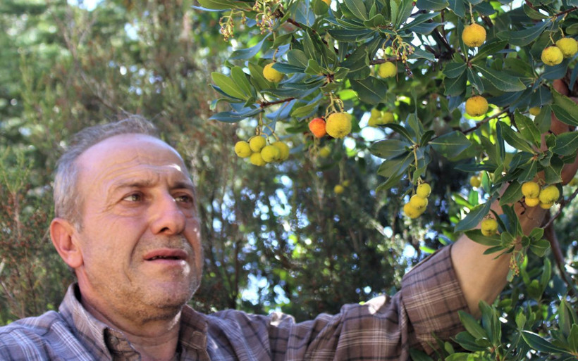 Bu ormana giren zengin çıkıyor! Bursa'da 'davulga' rağbet görüyor - Resim: 2