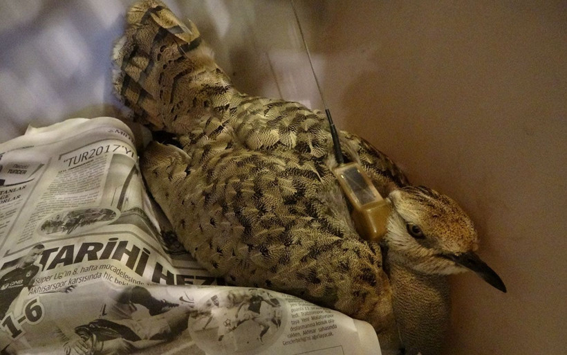 Trabzon'da bulundu nesli tükendi deniyordu ve kırmızı listedeydi - Resim: 3