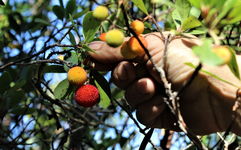 Bu ormana giren zengin çıkıyor! Bursa'da 'davulga' rağbet görüyor - Resim: 3