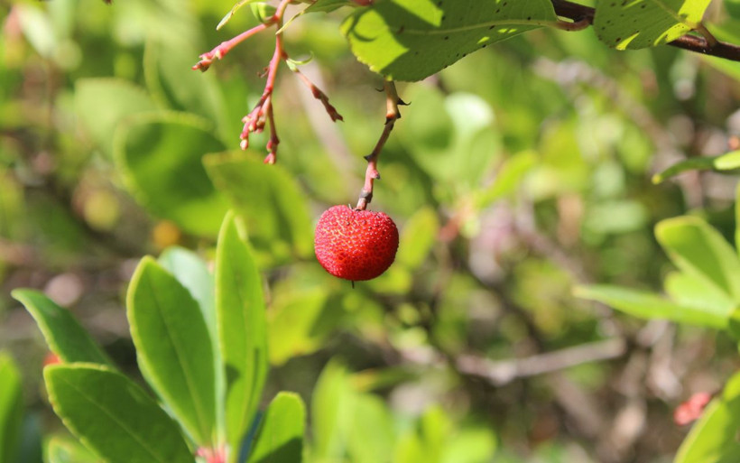 Bu ormana giren zengin çıkıyor! Bursa'da 'davulga' rağbet görüyor - Resim: 4