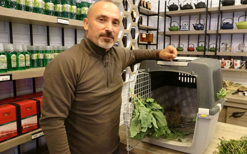 Trabzon'da bulundu nesli tükendi deniyordu ve kırmızı listedeydi - Resim: 2