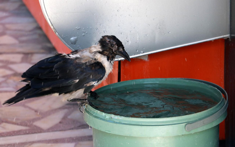 Antalya'da duyan kulaklarına inanamıyor! Karga kedi gibi ses çıkarıyor - Resim: 3