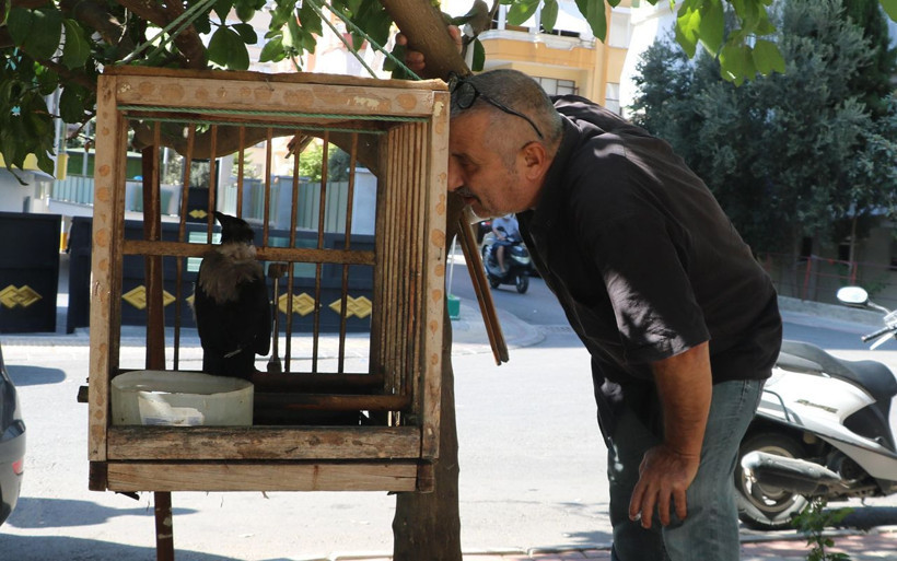 Antalya'da duyan kulaklarına inanamıyor! Karga kedi gibi ses çıkarıyor - Resim: 2