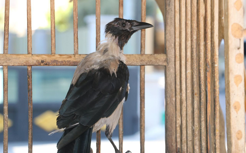 Antalya'da duyan kulaklarına inanamıyor! Karga kedi gibi ses çıkarıyor - Resim: 4