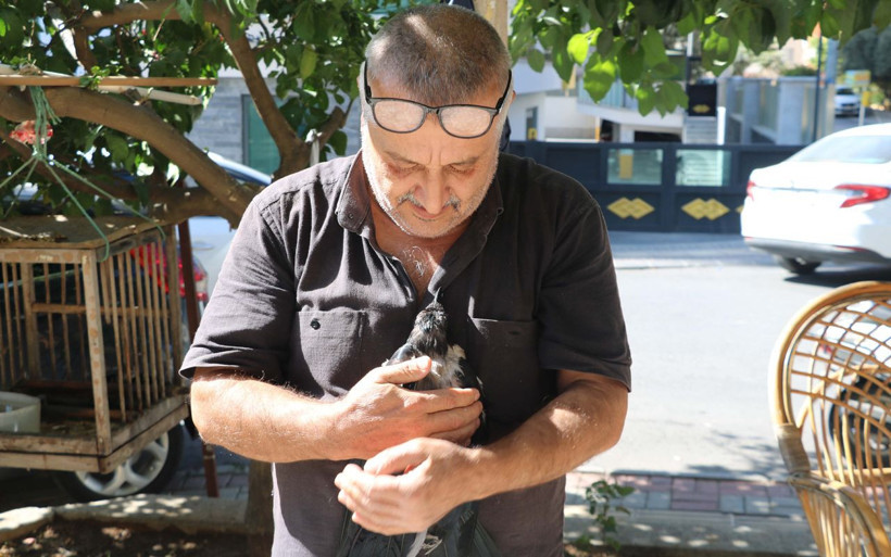 Antalya'da duyan kulaklarına inanamıyor! Karga kedi gibi ses çıkarıyor - Resim: 1