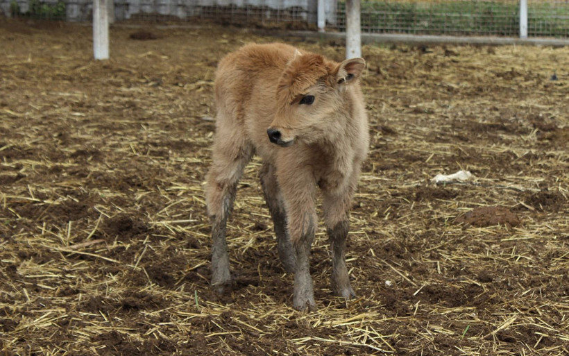Klonlama yoluyla dünyaya gelen buzağı şaşırttı Bursa'da ilgi odağı oldu - Resim: 3