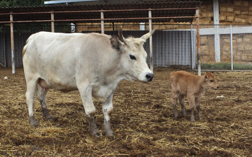 Klonlama yoluyla dünyaya gelen buzağı şaşırttı Bursa'da ilgi odağı oldu - Resim: 4