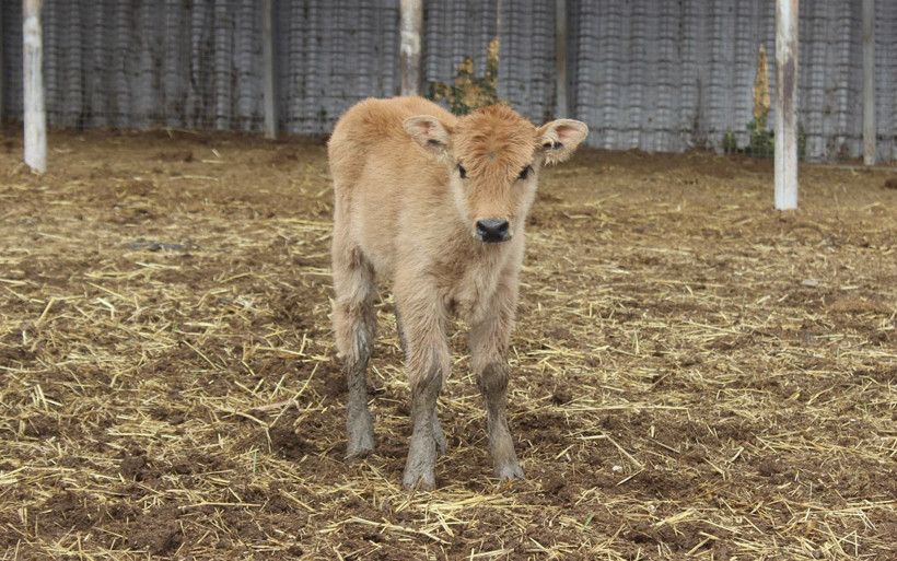 Klonlama yoluyla dünyaya gelen buzağı şaşırttı Bursa'da ilgi odağı oldu - Resim: 2