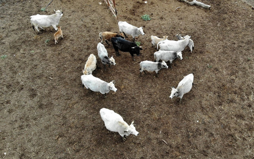 Klonlama yoluyla dünyaya gelen buzağı şaşırttı Bursa'da ilgi odağı oldu - Resim: 1