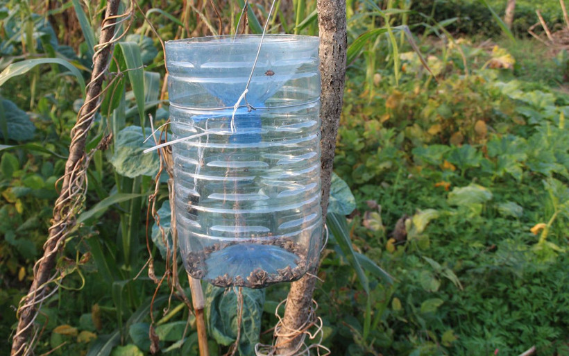 Rize'de 'kahverengi kokarca'ya damacana ile savaş açtılar! Fındığın kökünü kurutuyor - Resim: 1