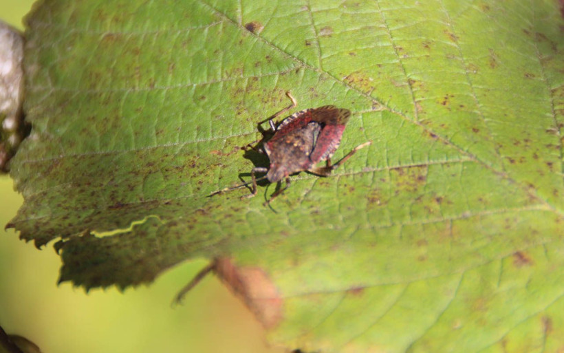 Rize'de 'kahverengi kokarca'ya damacana ile savaş açtılar! Fındığın kökünü kurutuyor - Resim: 3