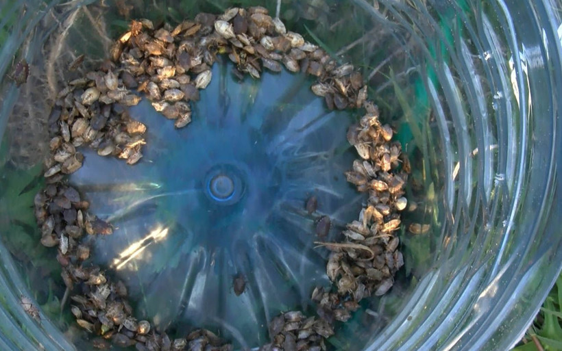 Rize'de 'kahverengi kokarca'ya damacana ile savaş açtılar! Fındığın kökünü kurutuyor - Resim: 4