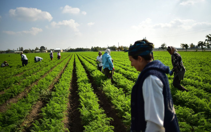 Azerbaycan'da mermi ve bomba seslerine karşı zorlu havuç hasadı - Resim: 2