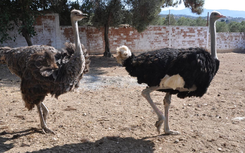 Aydın'da oyuncak işini bırakıp başladı talebe yetişemiyor! Türkiye'ye gönderiyor - Resim: 3