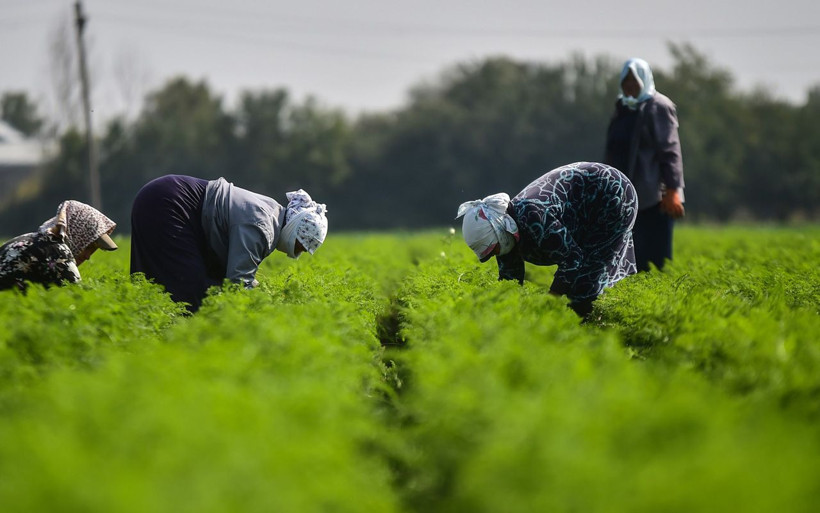 Azerbaycan'da mermi ve bomba seslerine karşı zorlu havuç hasadı - Resim: 1