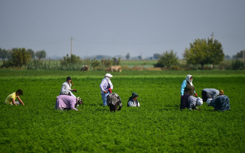 Azerbaycan'da mermi ve bomba seslerine karşı zorlu havuç hasadı - Resim: 4