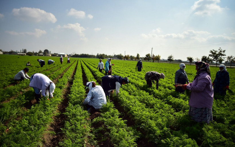 Azerbaycan'da mermi ve bomba seslerine karşı zorlu havuç hasadı - Resim: 3