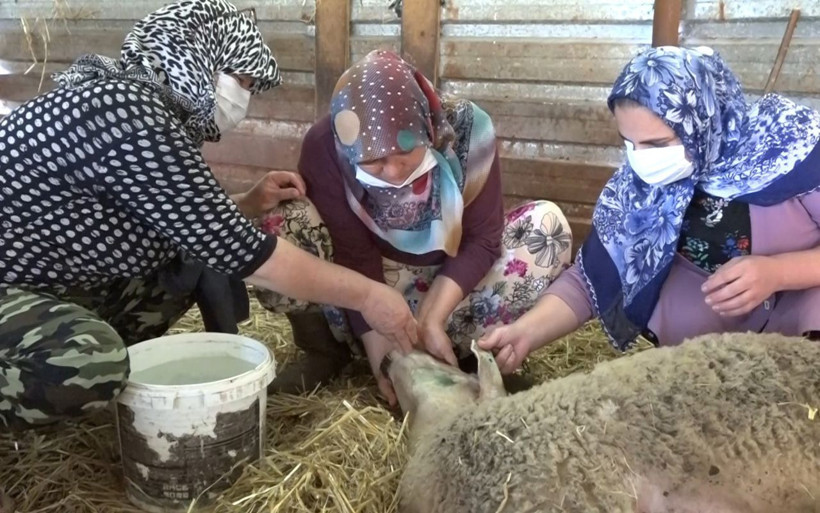 Bursa'da 100 bin lira kredi çekip aldıkları koyunlar yere yığılıp ölüyor - Resim: 4