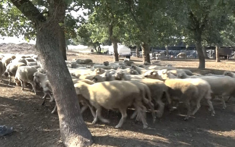 Bursa'da 100 bin lira kredi çekip aldıkları koyunlar yere yığılıp ölüyor - Resim: 3