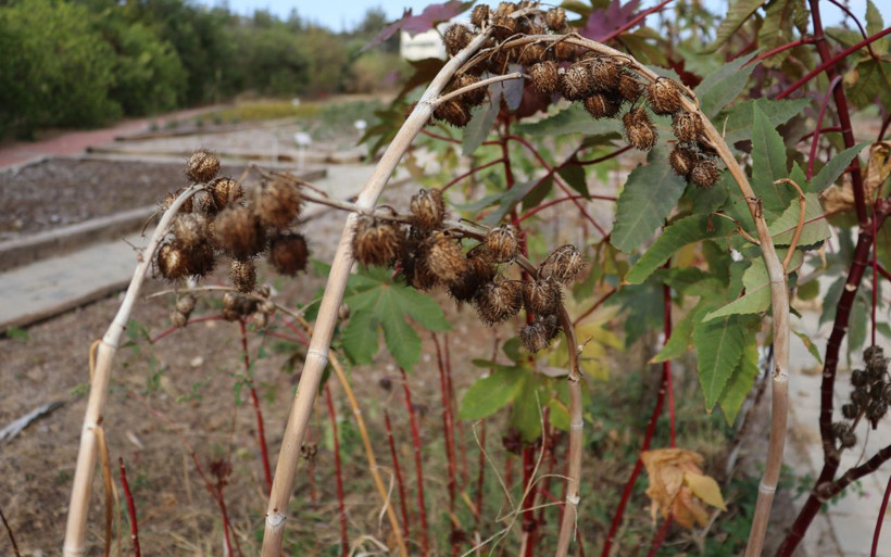 Görüntüsü cezbeden bu bitkiler öldürüyor! Donald Trump'a da gönderilmişti - Resim: 2