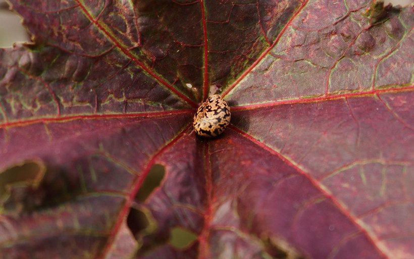 Görüntüsü cezbeden bu bitkiler öldürüyor! Donald Trump'a da gönderilmişti - Resim: 3