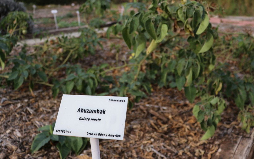 Görüntüsü cezbeden bu bitkiler öldürüyor! Donald Trump'a da gönderilmişti - Resim: 1