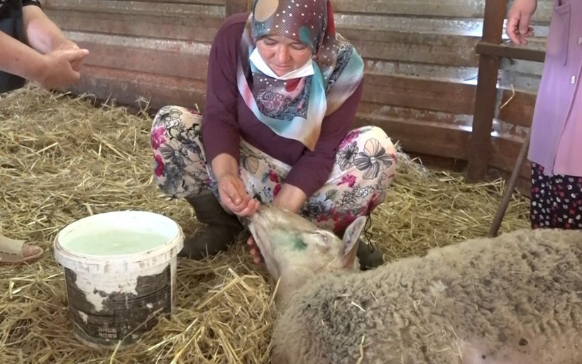 Bursa'da 100 bin lira kredi çekip aldıkları koyunlar yere yığılıp ölüyor - Resim: 1