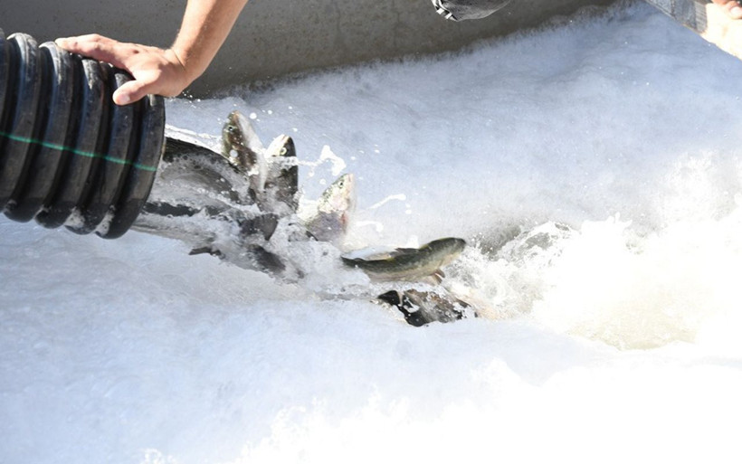 Denizi olmayan Kayseri'de yetişiyor! 'Türk somonu' Japonya ve Rusya'ya ihraç ediliyor - Resim: 4