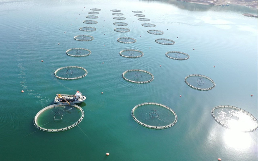 Denizi olmayan Kayseri'de yetişiyor! 'Türk somonu' Japonya ve Rusya'ya ihraç ediliyor - Resim: 2