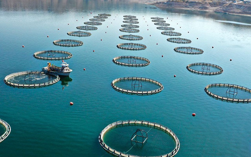 Denizi olmayan Kayseri'de yetişiyor! 'Türk somonu' Japonya ve Rusya'ya ihraç ediliyor - Resim: 1