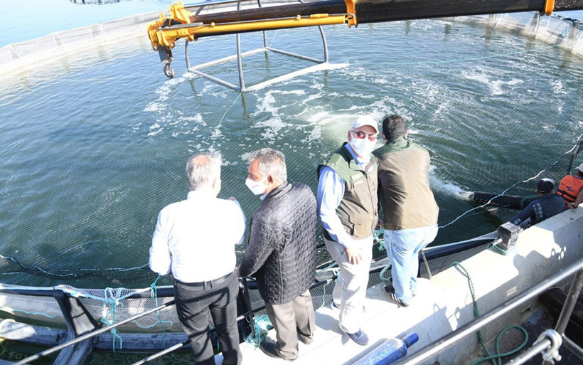 Denizi olmayan Kayseri'de yetişiyor! 'Türk somonu' Japonya ve Rusya'ya ihraç ediliyor - Resim: 3