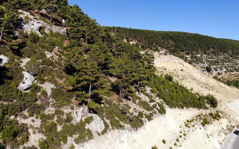 Mersin'de 20 yılda 50 bin fidan dikti 'Yeşil' aşığı Musa Eroğlu'nun tek bir isteği var - Resim: 1