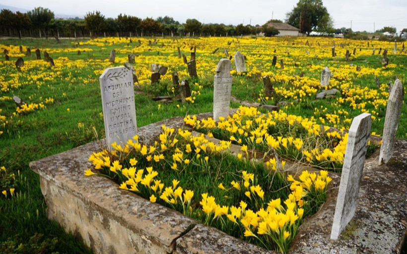Manisa'da asırlık mezarda her yıl yaşanıyor! Sarı zambaklar her yeri kapladı - Resim: 3