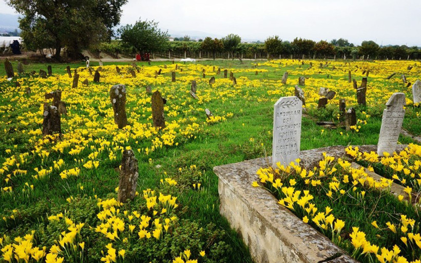 Manisa'da asırlık mezarda her yıl yaşanıyor! Sarı zambaklar her yeri kapladı - Resim: 1