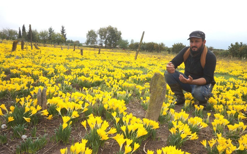 Manisa'da asırlık mezarda her yıl yaşanıyor! Sarı zambaklar her yeri kapladı - Resim: 2