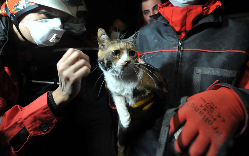 İzmir'de sevimli kediyi dostu kurtardı gözyaşları yaşadığı büyük korkuyu özetledi - Resim: 4