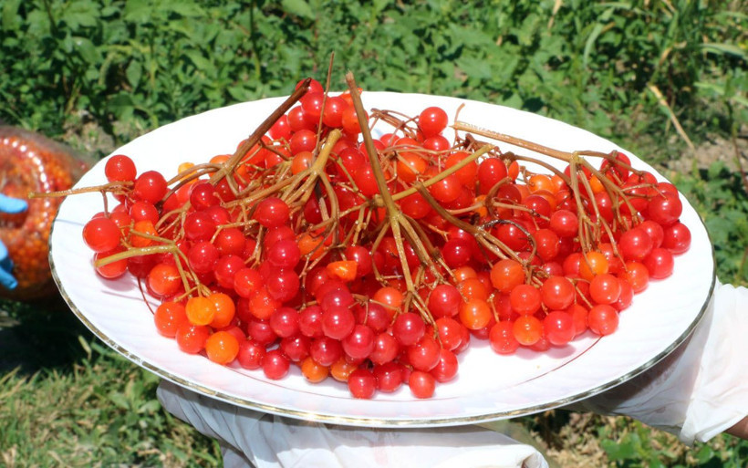 Kendiliğinden yetişen 'gilaburu' şifa deposu! Yozgat'ta karanlık odada bekletiyorlar - Resim: 3