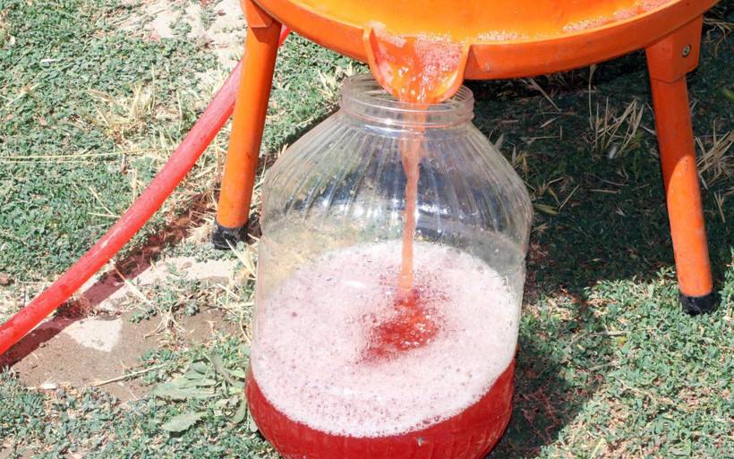 Kendiliğinden yetişen 'gilaburu' şifa deposu! Yozgat'ta karanlık odada bekletiyorlar - Resim: 4