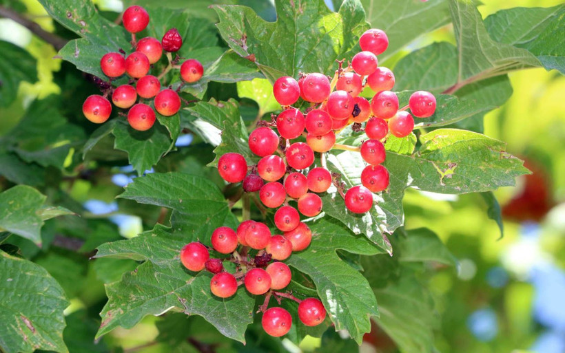 Kendiliğinden yetişen 'gilaburu' şifa deposu! Yozgat'ta karanlık odada bekletiyorlar - Resim: 2