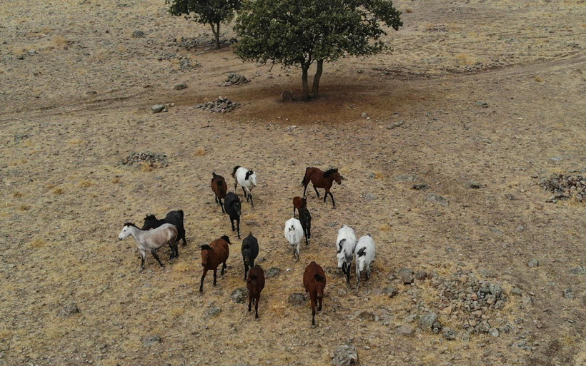 Tunceli'de sayıları 30'u geçti! Özgürlüklerine düşkün yılkı atları böyle görüntülendi - Resim: 4