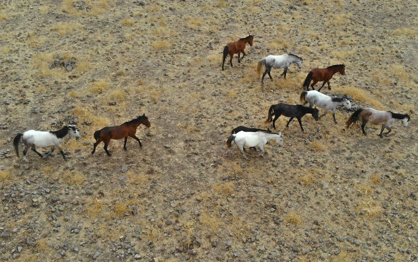 Tunceli'de sayıları 30'u geçti! Özgürlüklerine düşkün yılkı atları böyle görüntülendi - Resim: 3