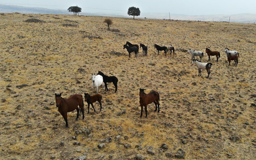 Tunceli'de sayıları 30'u geçti! Özgürlüklerine düşkün yılkı atları böyle görüntülendi - Resim: 1