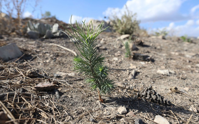 Mersin'de kozalaklar tohumu toprakla buluşturdu yanan ormanda fidanlar yeşerdi - Resim: 4