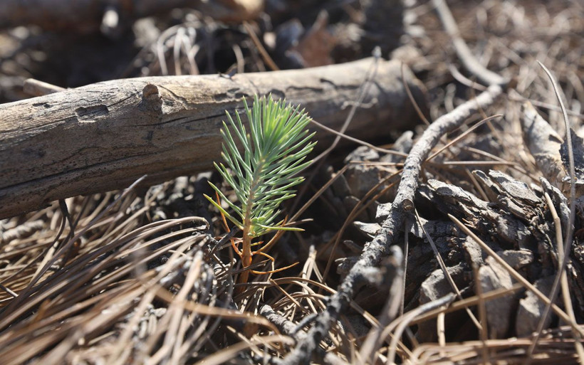 Mersin'de kozalaklar tohumu toprakla buluşturdu yanan ormanda fidanlar yeşerdi - Resim: 2