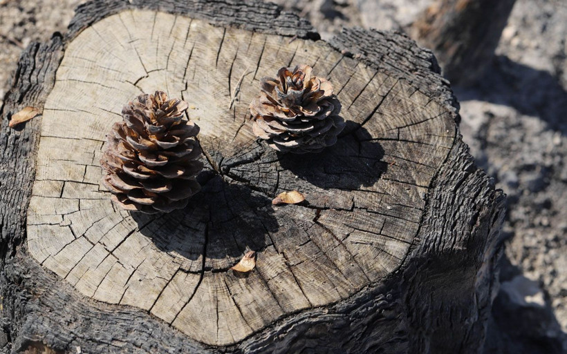 Mersin'de kozalaklar tohumu toprakla buluşturdu yanan ormanda fidanlar yeşerdi - Resim: 3